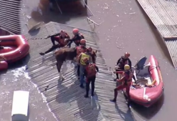 Cavalo “Caramelo” é resgatado após ficar ilhado em telhado no RS