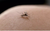 Seu filho pegou dengue? Atenção aos cuidados com as crianças