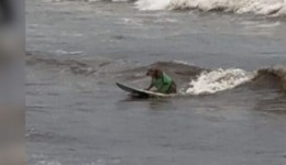 Cachorro surfista surpreende ao pegar onda no Farol de Santa Marta