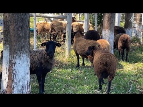 Projeto regional de ovinocaprinocultura é lançado no município
