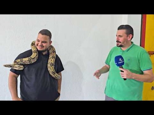 Cerqueirense mantém jiboia como animal de estimação há cinco anos e desperta curiosidade
